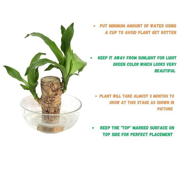 Brazilian Lucky Wood, Mini Home Plant Decorations